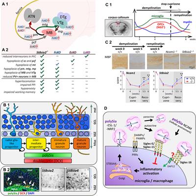 News and Views on Polysialic Acid: From Tumor Progression and Brain Development to Psychiatric Disorders, Neurodegeneration, Myelin Repair and Immunomodulation